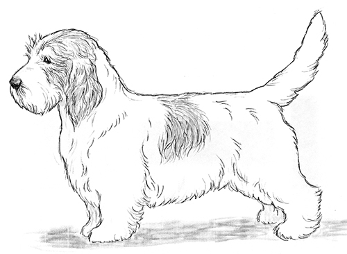 UKC Breed Standards: Petit Basset Griffon Vendeen