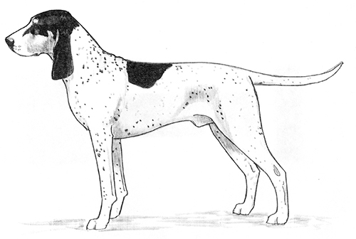 UKC Breed Standards: Petit Gascon-Saintongeois