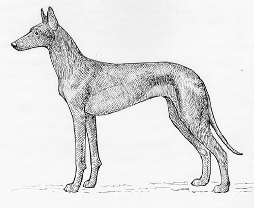 UKC Breed Standards: Pharaoh Hound