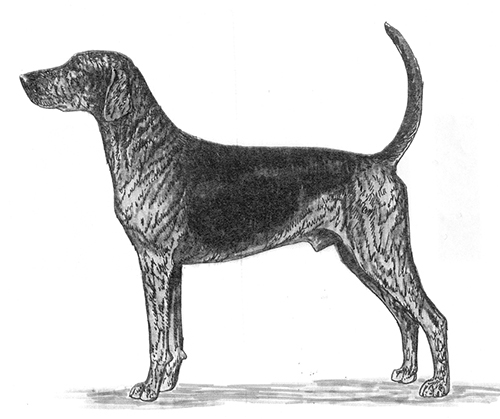 Plott Hound Growth Chart