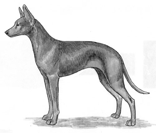 UKC Breed Standards: Podenco Canario