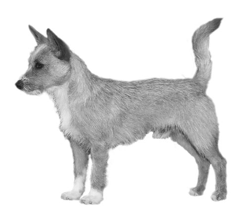 UKC Breed Standards: Portuguese Podengo Pequeno