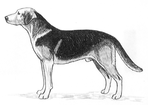 UKC Breed Standards: Polish Hound