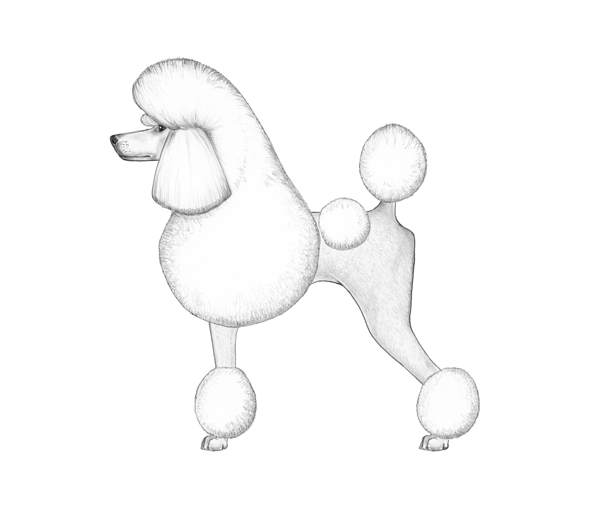 UKC Breed Standards: Poodle