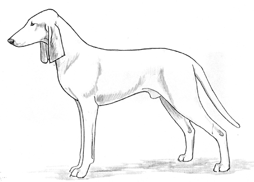 UKC Breed Standards: Porcelaine