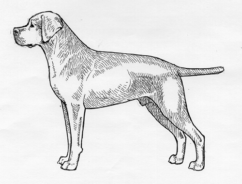 do portuguese pointer shed