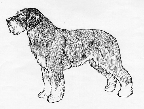 UKC Breed Standards: Portuguese Sheepdog