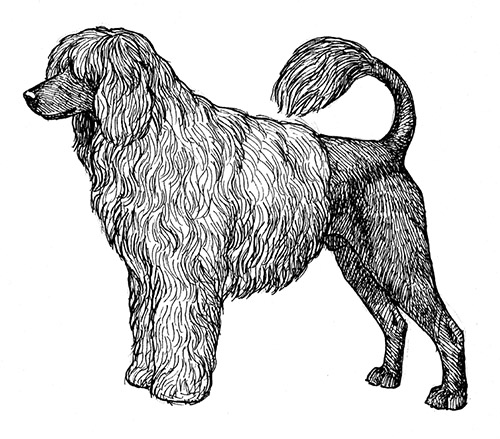 UKC Breed Standards: Portuguese Water Dog (Wavy-Coat, Lion Clip)