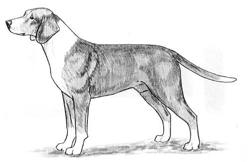 UKC Breed Standards: Posavaz Hound