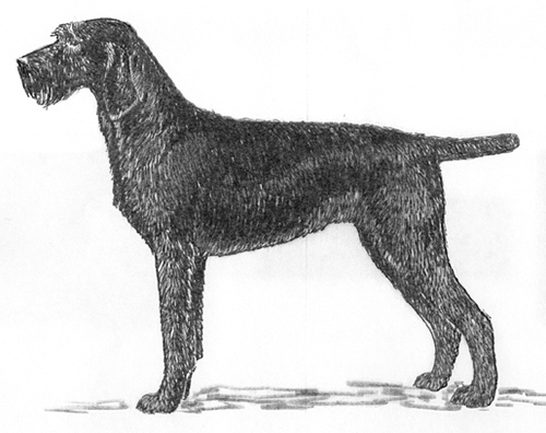 UKC Breed Standards: Pudelpointer