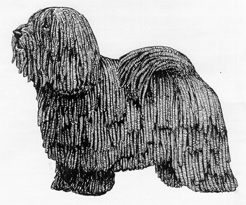 UKC Breed Standards: Puli