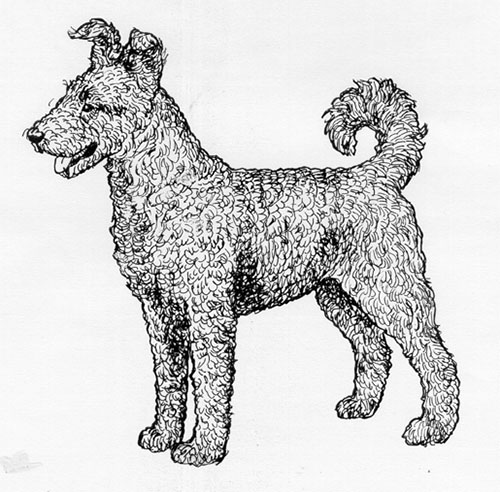 UKC Breed Standards: Pumi