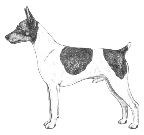 Breed Standards : Rat Terrier | United Kennel Club (UKC)