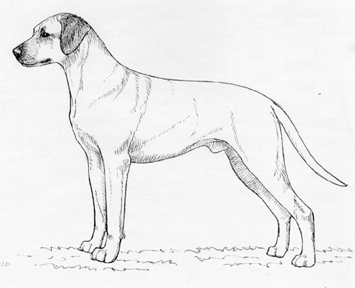 UKC Breed Standards: Rhodesian Ridgeback