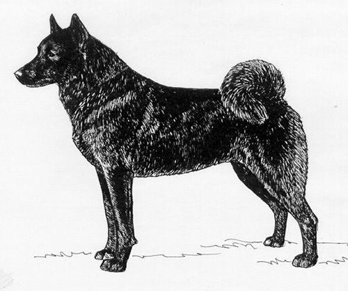 UKC Breed Standards: Russian-European Laika