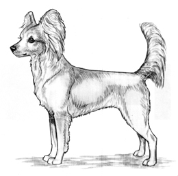 UKC Breed Standards: Russkiy Toy