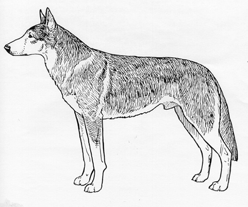 UKC Breed Standards: Saarloosewolfdog