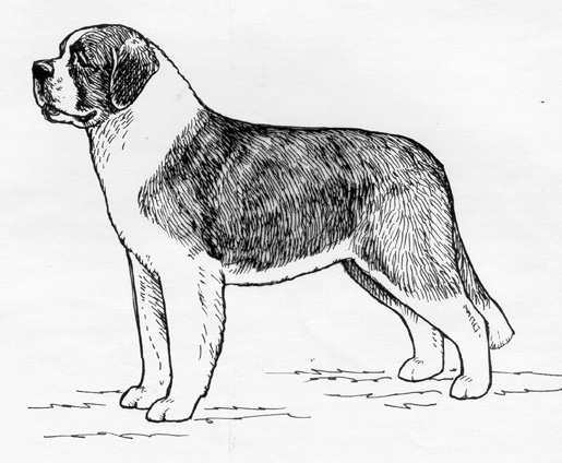 UKC Breed Standards: Saint Bernard