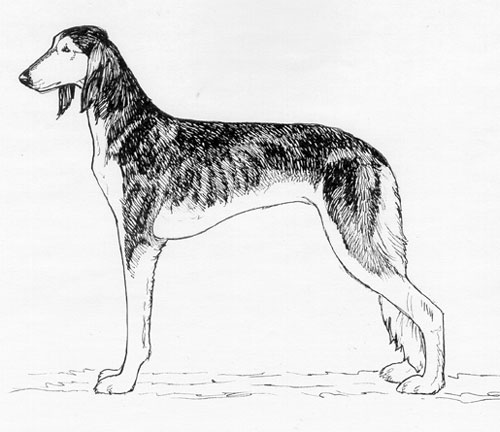 UKC Breed Standards: Saluki