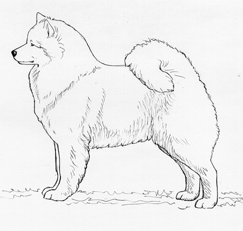 UKC Breed Standards: Samoyed