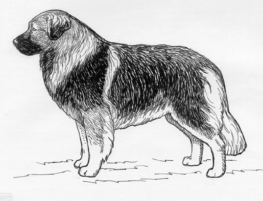 UKC Breed Standards: Sarplaninac