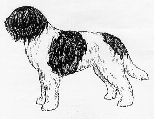 UKC Breed Standards: Schapendoes