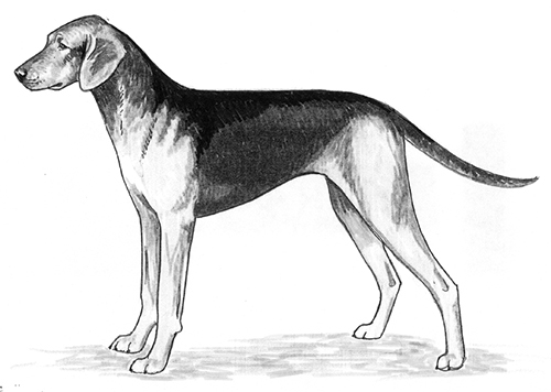 UKC Breed Standards: Schiller Hound