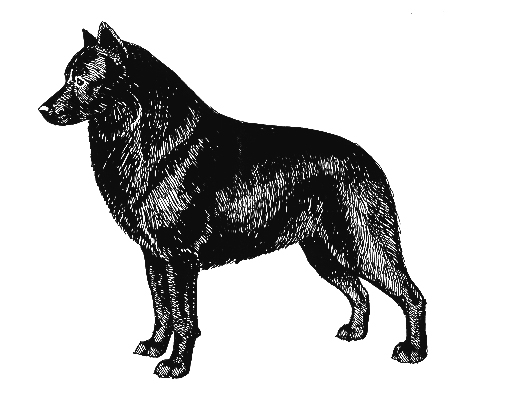 UKC Breed Standards: Schipperke