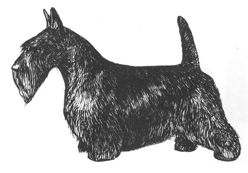 UKC Breed Standards: Scottish Terrier