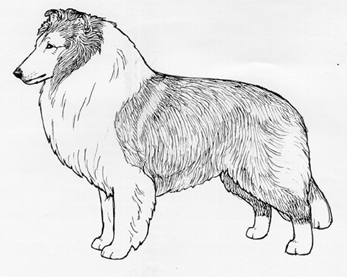 UKC Breed Standards: Shetland Sheepdog