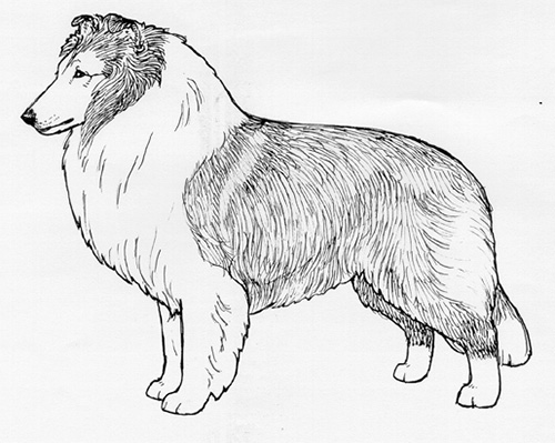 standard shetland sheepdog