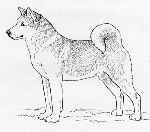 UKC Breed Standards: Shiba