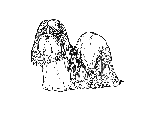 UKC Breed Standards: Shih Tzu