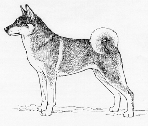 Download Breed Standards : Shikoku | United Kennel Club (UKC)