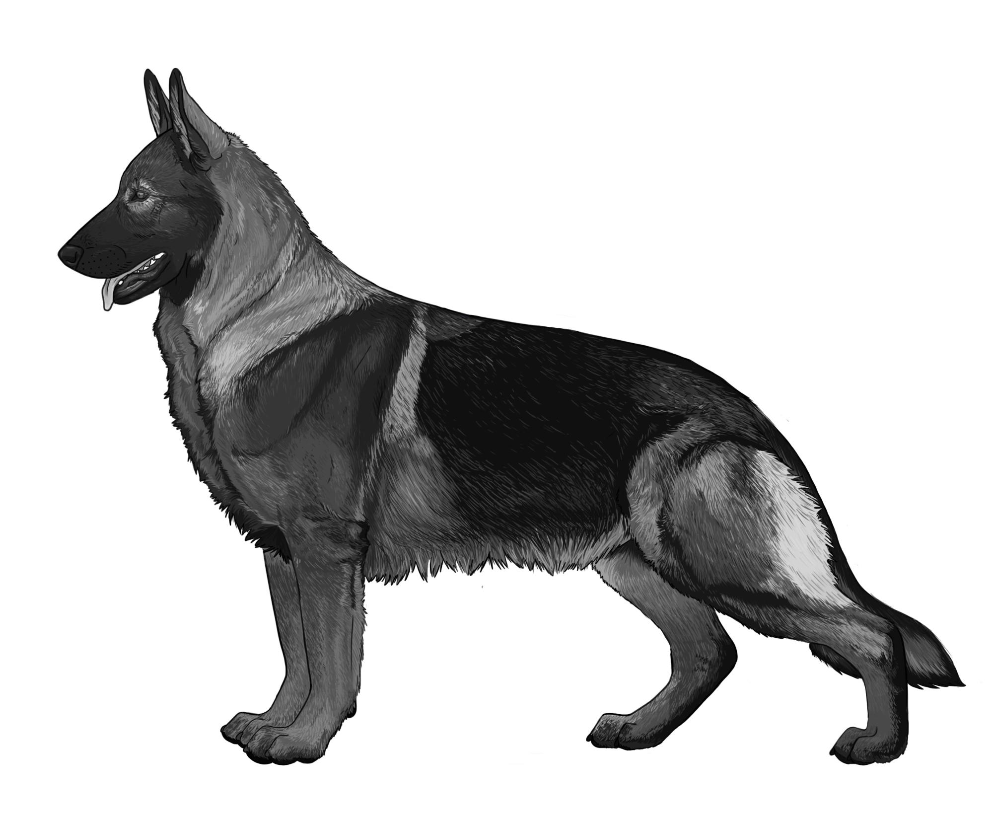 UKC Breed Standards: German Shepherd