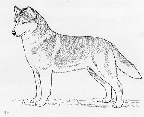 UKC Breed Standards: Siberian Husky