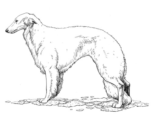 UKC Breed Standards: Silken Windhound