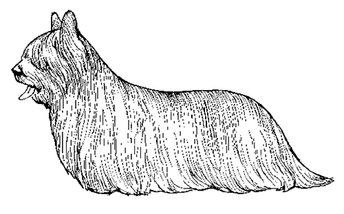 UKC Breed Standards: Skye Terrier