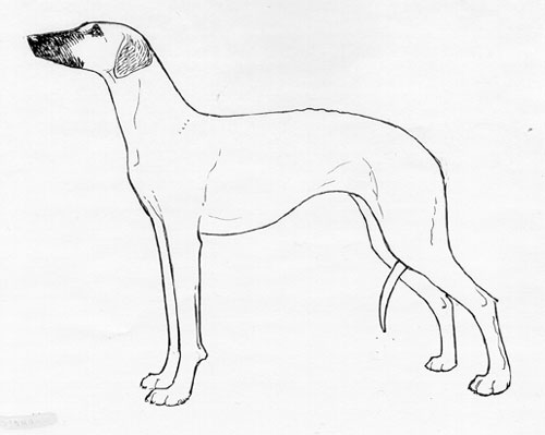 UKC Breed Standards: Sloughi