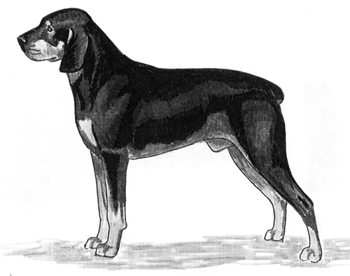 UKC Breed Standards: Smaland Hound