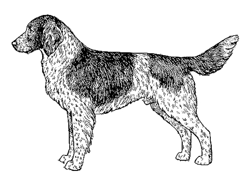 UKC Breed Standards: Small Munsterlander