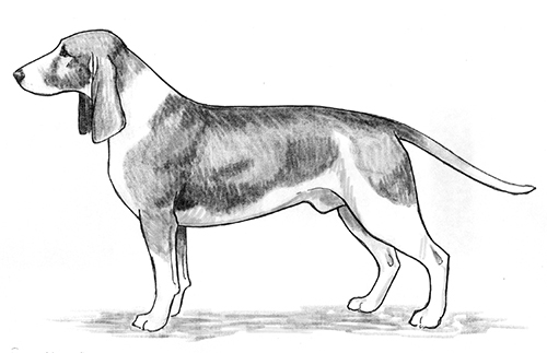 UKC Breed Standards: Small Swiss Hound