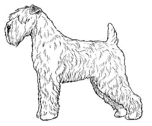 White soft coated wheaten discount terrier