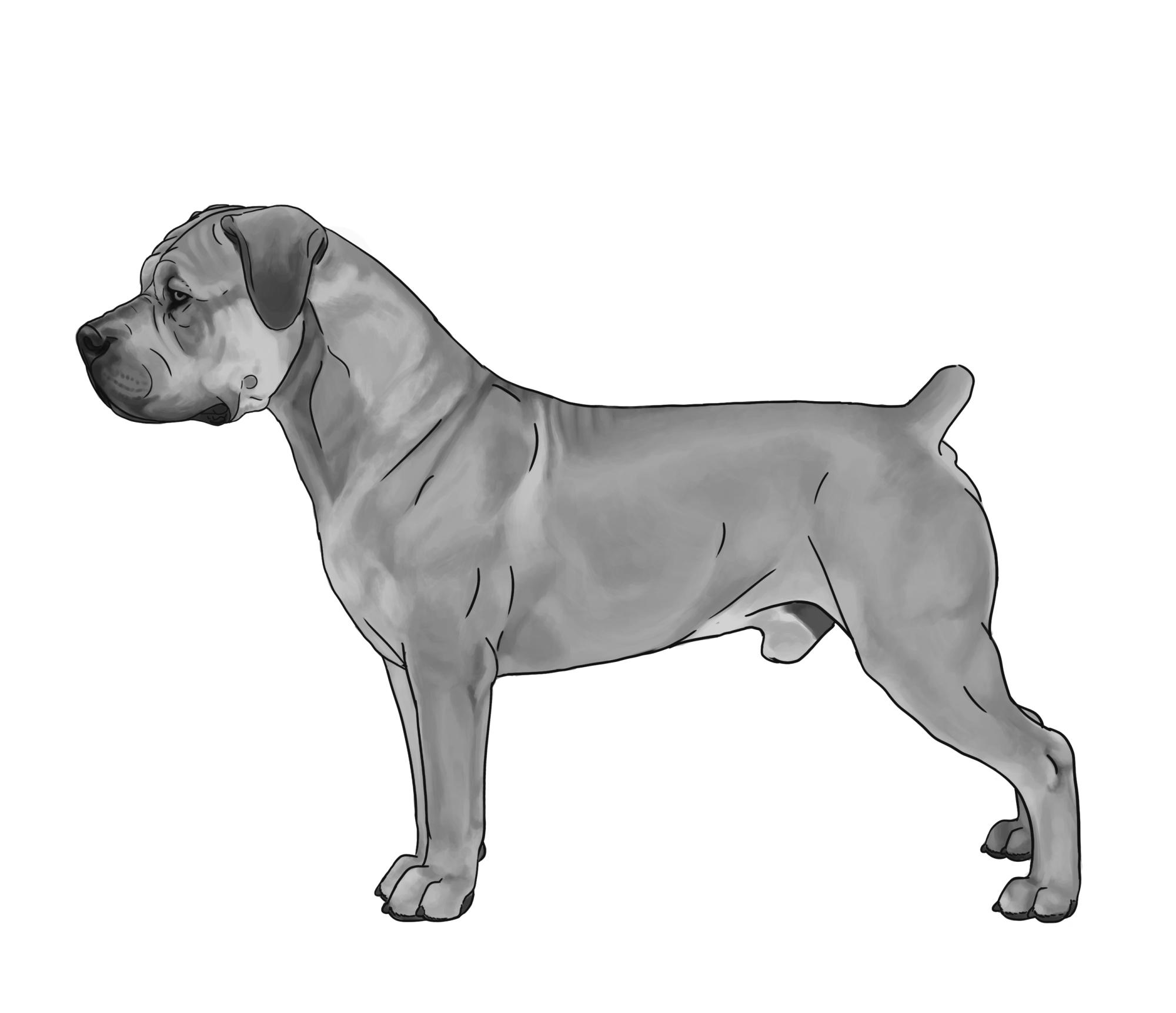 South African Boerboel