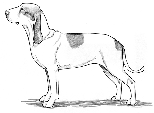 UKC Breed Standards: Spanish Hound