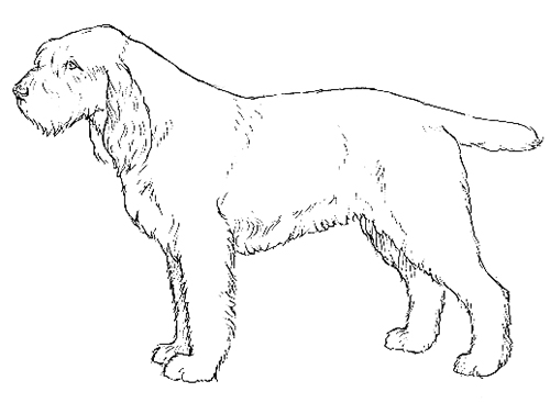 UKC Breed Standards: Spinone Italiano