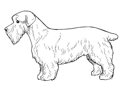 UKC Breed Standards: Sporting Lucas Terrier