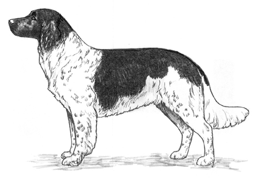 UKC Breed Standards: Stabyhoun