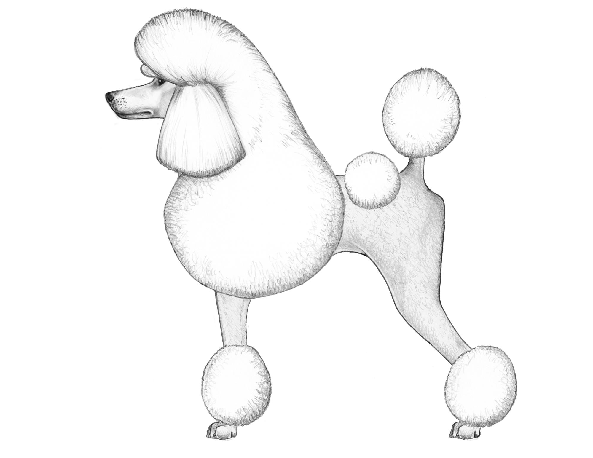 UKC Breed Standards: Standard Poodle