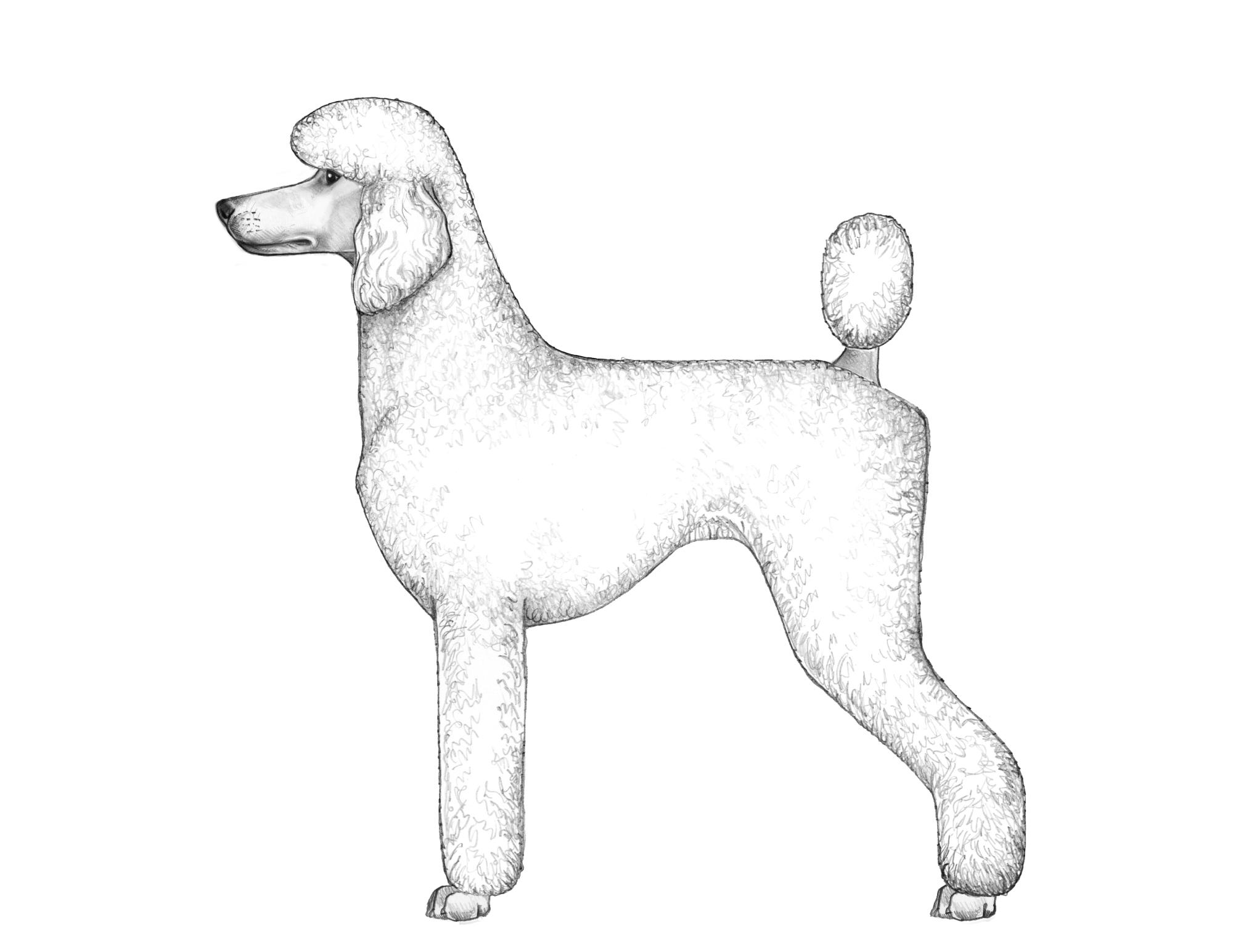 Breed Standards Standard Poodle